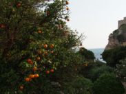 Dubrovnik Oranges