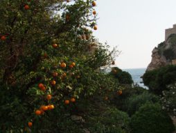 Dubrovnik Oranges