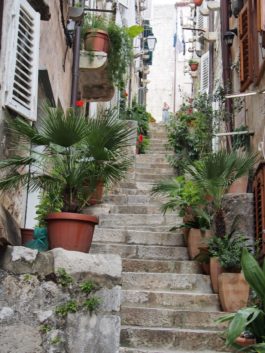 Dubrovnik flowers