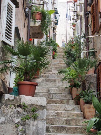 Dubrovnik flowers
